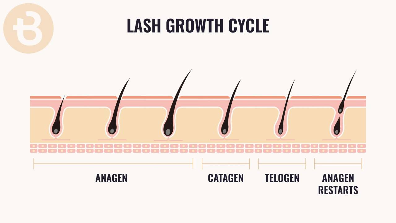 Classic, Volume, Mega, & Hybrid Lashes: The Ultimate Guide!